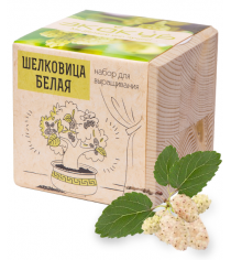 Набор выращиваем растения Экокуб Шелковица Белая ECB-01-17