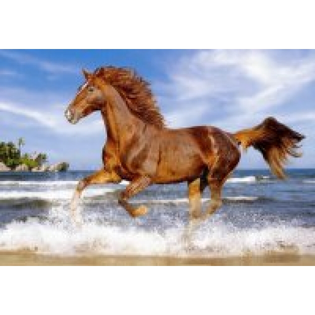 Пазл лошадь 500 эл Castorland C500-51175
