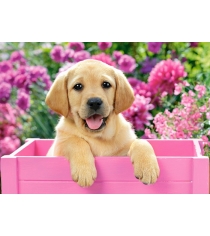 Пазл щенок в розовом ящике 300 элементов Castorland Р77249
