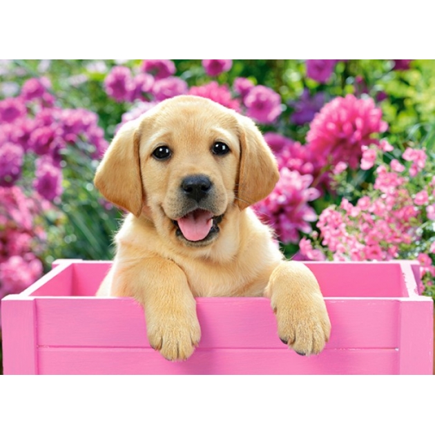 Пазл щенок в розовом ящике 300 элементов Castorland Р77249