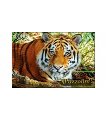 Пазлы Puzzolini амурский тигр 1000 эл GIPZ1000-7707