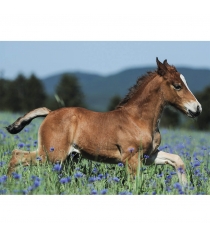 Пазл Ravensburger Молодая лошадь xxl 150 шт 10024