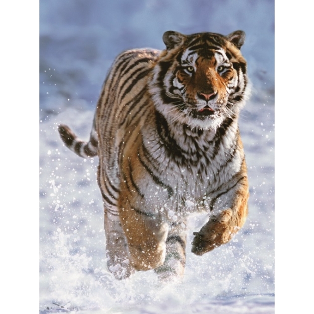 Пазл Ravensburger Тигр на снегу 500 шт 14475