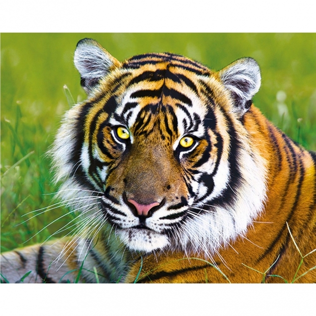 Trefl тигр 500 деталей 37192N